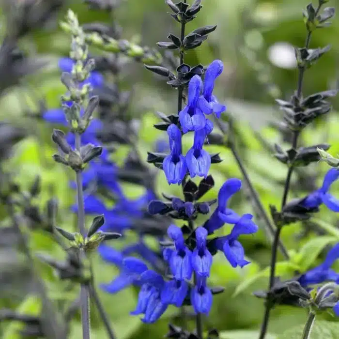 WISalvia-guaranitica-Black-and-Blue_6298_1280_1280.jpg.jpg