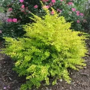 WISunshine-Ligustrum.jpg.jpg