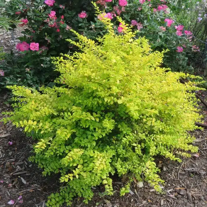 WISunshine-Ligustrum.jpg.jpg