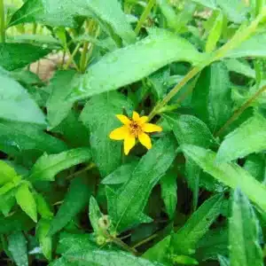 WIWedelia-acapulcensis-flower.jpeg.jpg