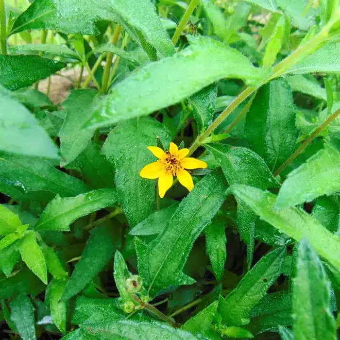 WIWedelia-acapulcensis-flower.jpeg.jpg