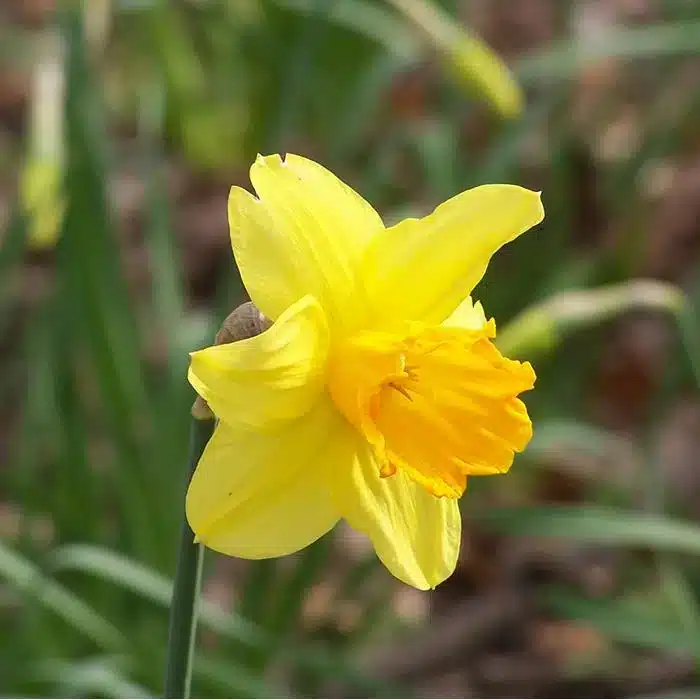 WIYellow-Narcissus-Flower.JPG.jpg
