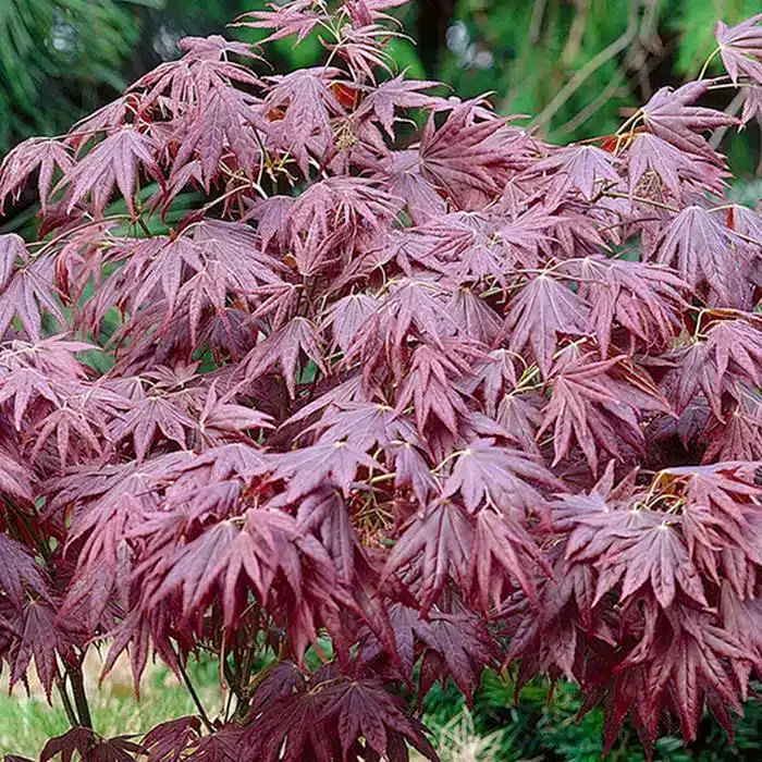 WIacer-atropurpureum-0.jpg.jpg