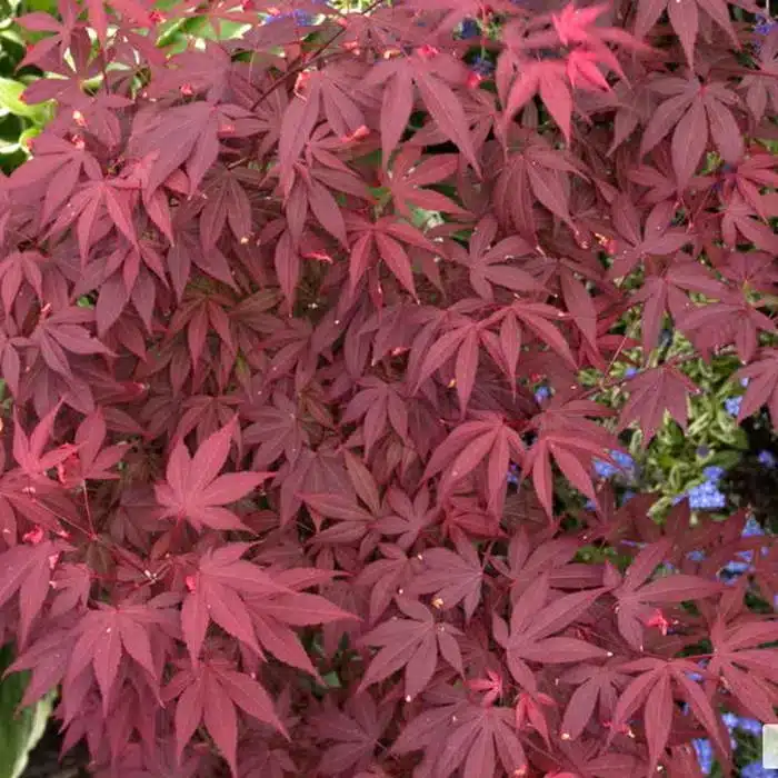 WIacer-atropurpureum-1.jpg.jpg