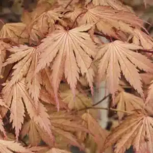 WIacer-palmatum-ariadne.jpg.jpg