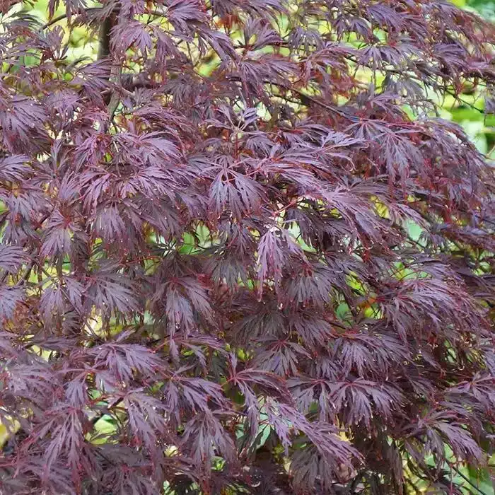 WIacer-palmatum-dissectum-atropurpureum-p1067-6219_image.jpg.jpg