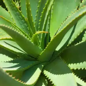 WIal-plant.jpg.jpg