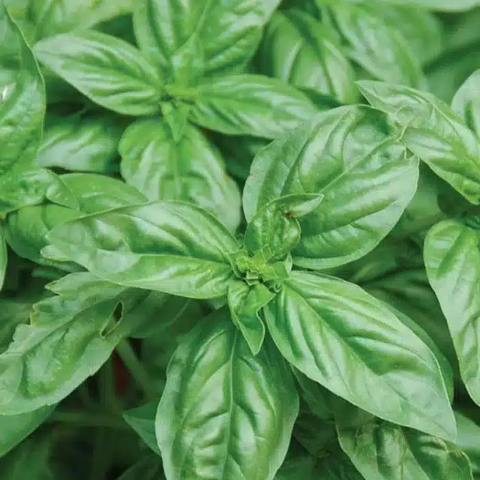 WIbasil-1.jpg.jpg