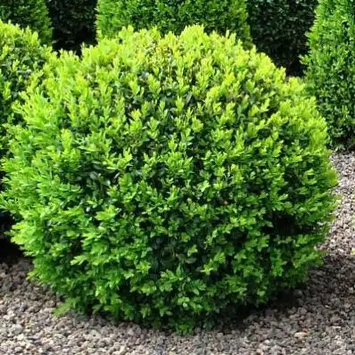 WIboj-sempervirens-buxus-sempervirens-800x800.jpeg.jpg