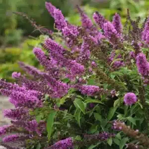 WIbuddleia-davidii-butterfly-tower-p6205-45854_image.jpg.jpg