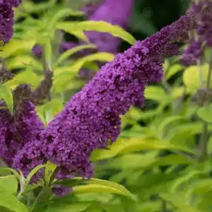 WIbuddleia-davidii-moonshine-9cm-p3803-30079_image.jpg.jpg