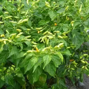 WIcapsicum-annuum-globuli.jpg.jpg
