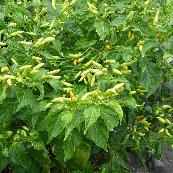 WIcapsicum-annuum-globuli.jpg.jpg