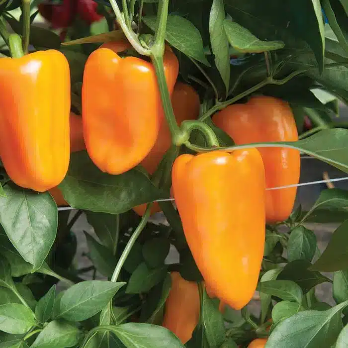 WIcapsicum-annuum.jpg3Fw3D1024.jpg