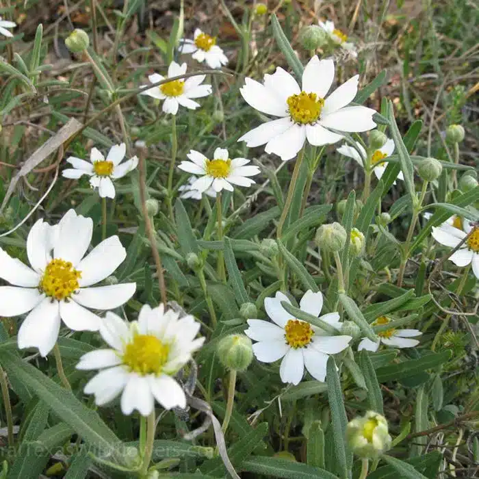 WIcentraltexaswildflowers-black-foot-daisy-melampodium-leucanthum-7626.jpg.jpg