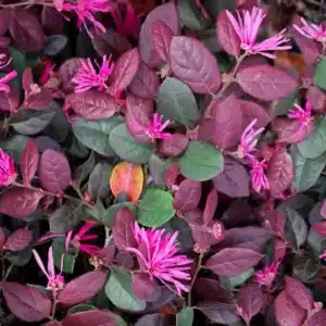 WIchinese-loropetalum-plants-2132075-06-ad1b4d38eab7472090121880fe7c3cbb.jpg.jpg