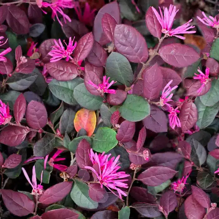 WIchinese-loropetalum-plants-2132075-06-ad1b4d38eab7472090121880fe7c3cbb.jpg.jpg