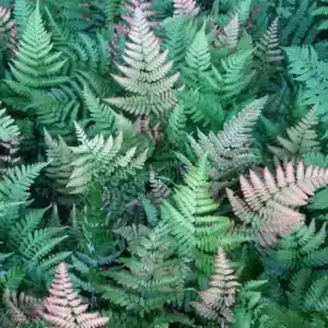 WIdryopteris-erythrosora-prolifica.JPG.jpg