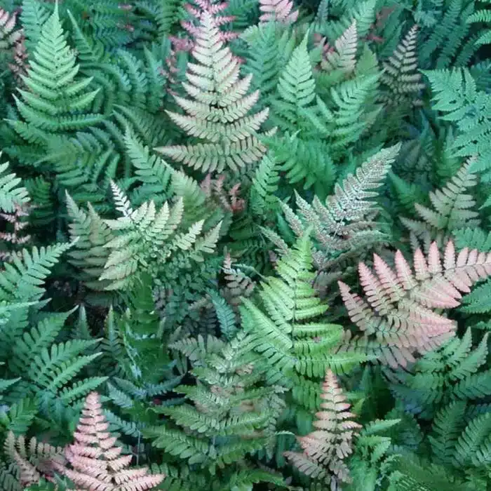 WIdryopteris-erythrosora-prolifica.JPG.jpg