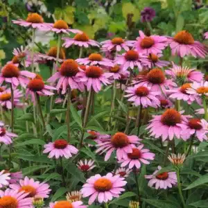 WIechinacea-magnus-1.jpg.jpg