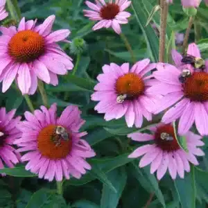 WIechinacea-purpurea-rubinstern-2.jpg.jpg