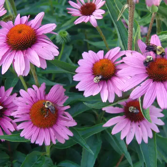 WIechinacea-purpurea-rubinstern-2.jpg.jpg