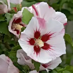WIhibiscus-red-heart-hamabo.jpg.jpg