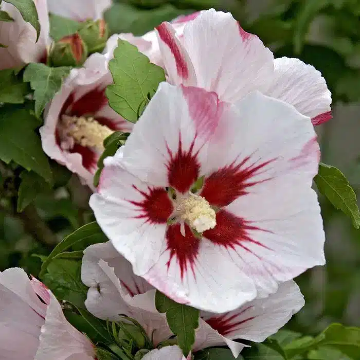 WIhibiscus-red-heart-hamabo.jpg.jpg