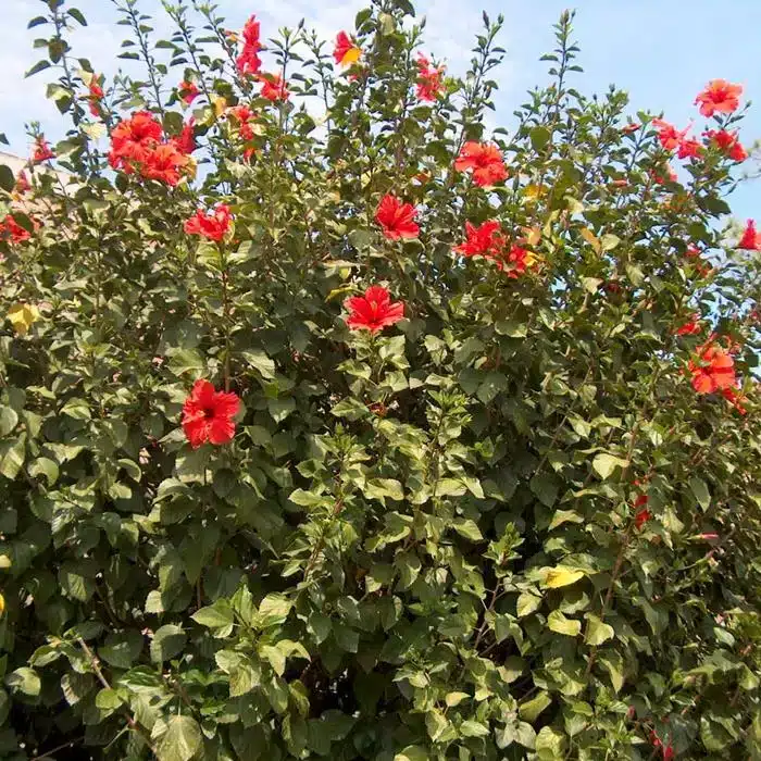 WIhibiscus-rosa-sinensis-2jpg.jpg.jpg
