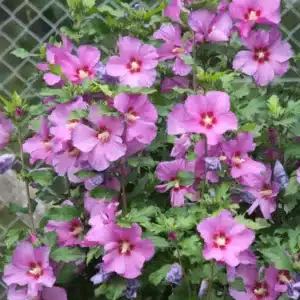 WIhibiscus-syriacus-woodbridge.jpg.jpg