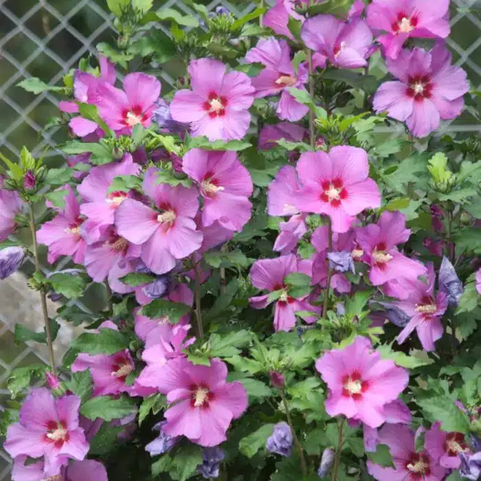 WIhibiscus-syriacus-woodbridge.jpg.jpg