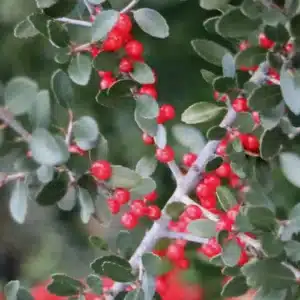 WIilex-vomitoria.jpg.jpg
