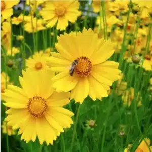WIlance-leaf-closeup-1024x1022.png.jpg