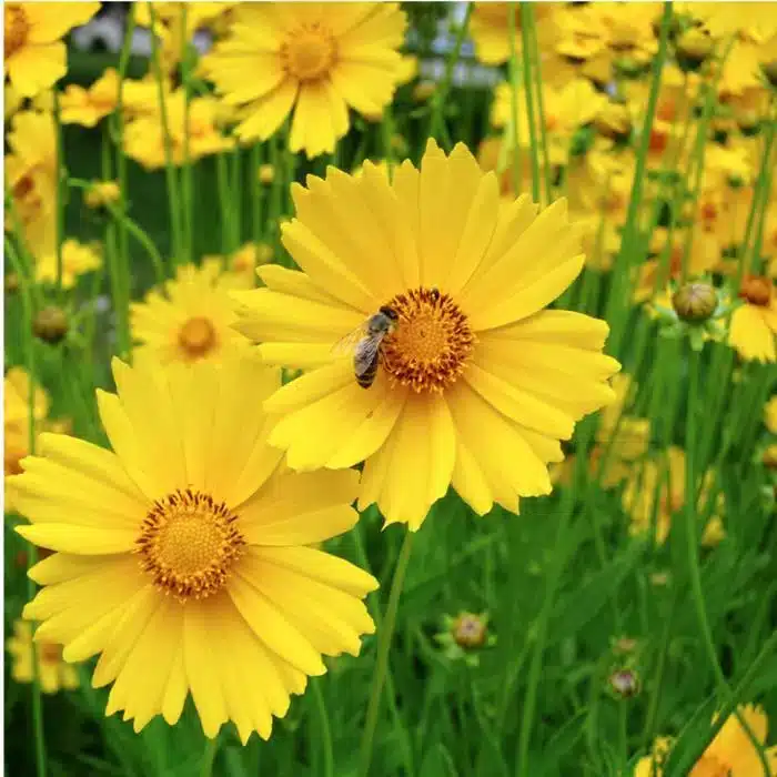 WIlance-leaf-closeup-1024x1022.png.jpg