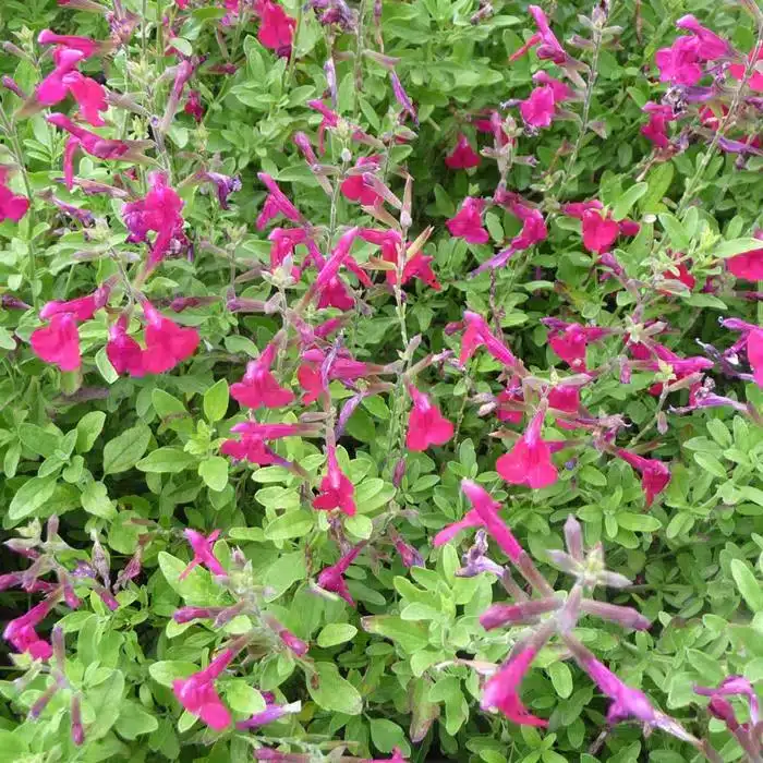 WIles-aromes-du-gres.com-salvia-x-greggii-arctic-blaze-dark-red-1536x1152.jpg.jpg