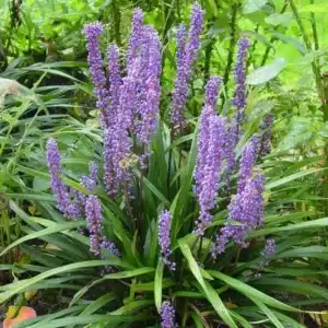 WIliriope-muscari-big-blue-florapont.jpg.jpg