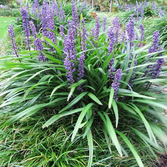 WIliriope-muscari-big-blue.jpg.jpg