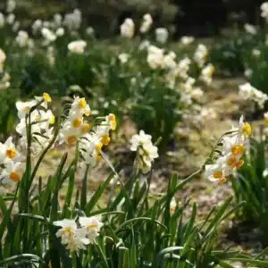 WInarcissus-daffodils-flowering-bulbs-skyseeker-flickr-1466x977.jpg.jpg