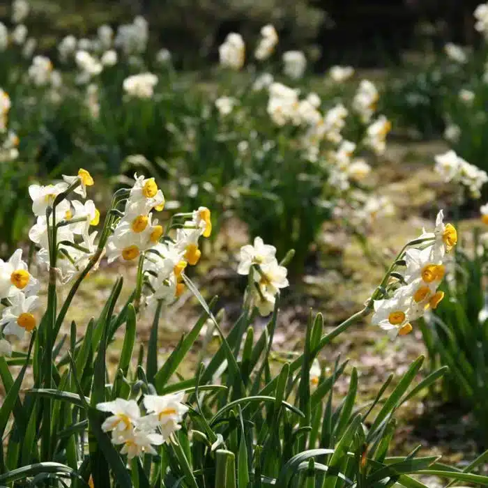 WInarcissus-daffodils-flowering-bulbs-skyseeker-flickr-1466x977.jpg.jpg
