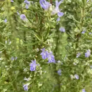 WIrosmarinus-officinalis-2-5-20a_1adccd663a.jpg.jpg