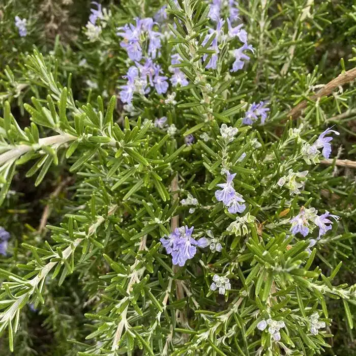 WIrosmarinus-officinalis-prostratus-group-1_7176b79f6d.jpg.jpg