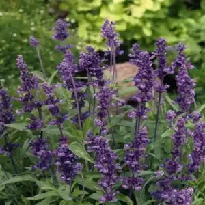WIsalvia-farinacea-evolution-violet-v0750-1jpg.jpg.jpg