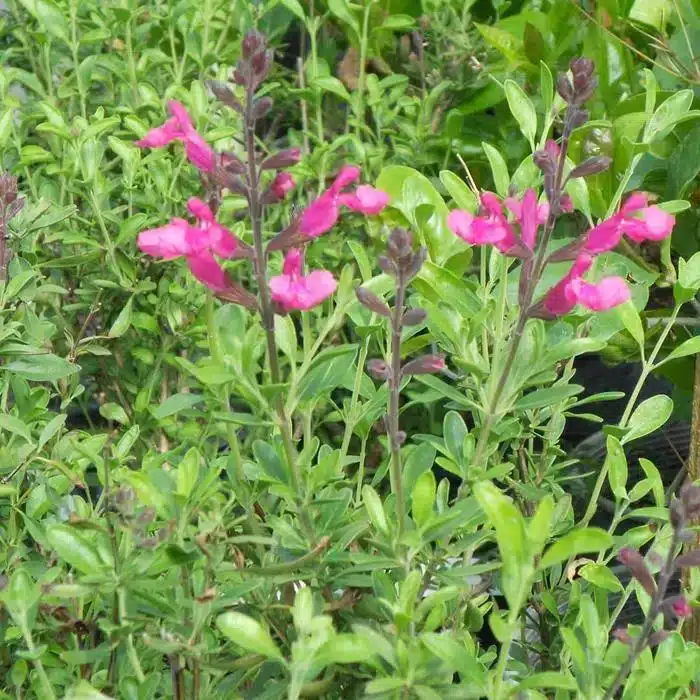 WIsalvia-greggii-pink.jpg.jpg