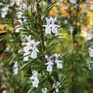 WIsalvia-rosmarinus-syn-rosmarinus-officinalis.jpeg.jpg
