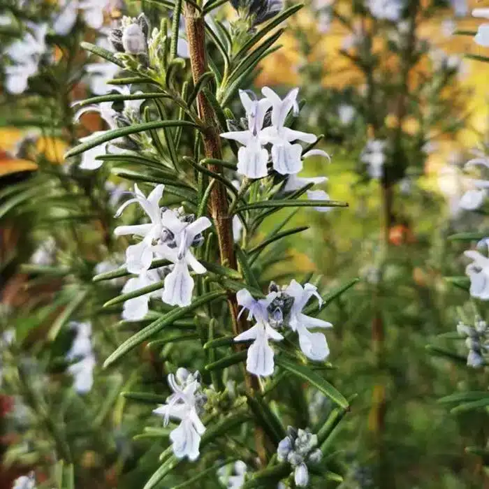 WIsalvia-rosmarinus-syn-rosmarinus-officinalis.jpeg.jpg