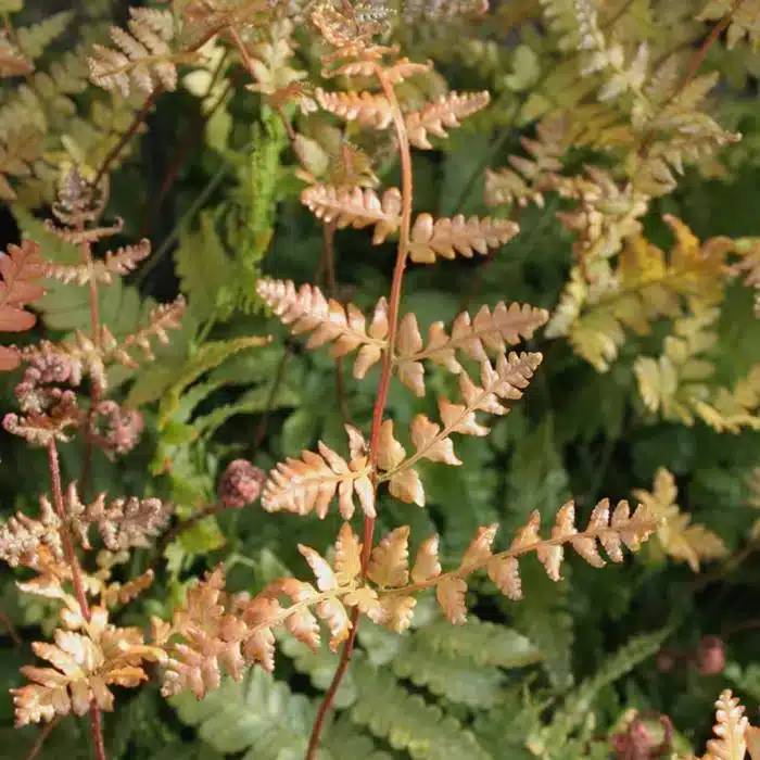 WIspecies_images_1460_6548.jpg.jpg