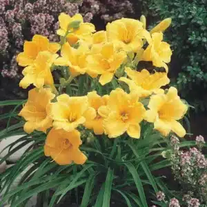 WIspring-hill-nurseries-perennials-62454-64_1000.jpg.jpg