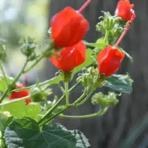 WIturks-cap-lily-g.jpg.jpg