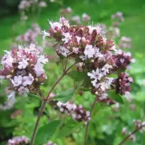 WIwild-marjoram-1536x1536.jpg.jpg