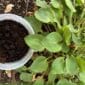 Coffee grounds next to a plant garden